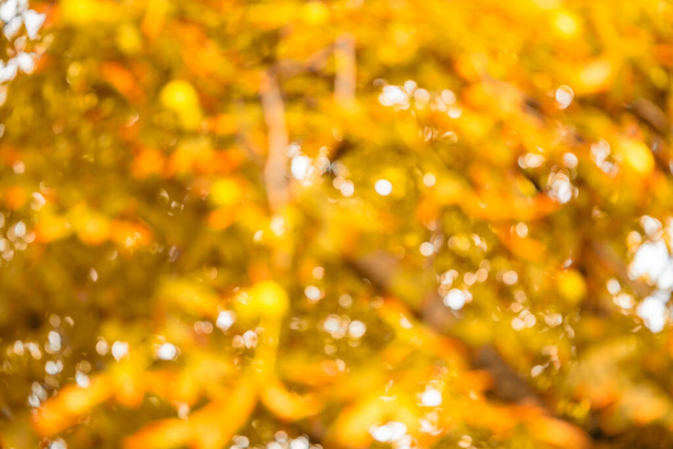 Absztrakt színes bokeh őszi természet. Őszi háttér. Kiváló minőségű fénykép - Fotó, kép