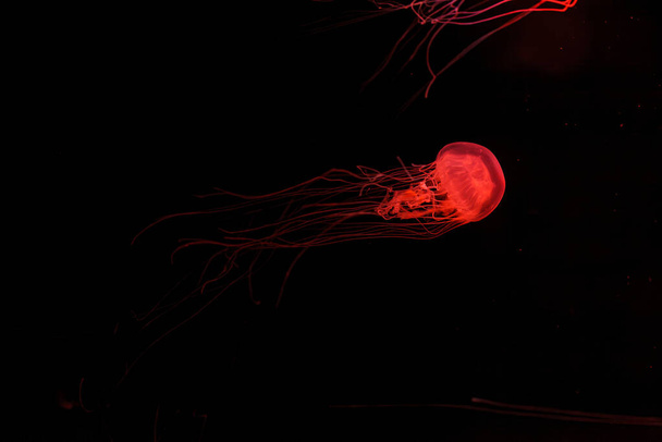 под водой снимок красивой Chrysaora quinquecirha вблизи - Фото, изображение