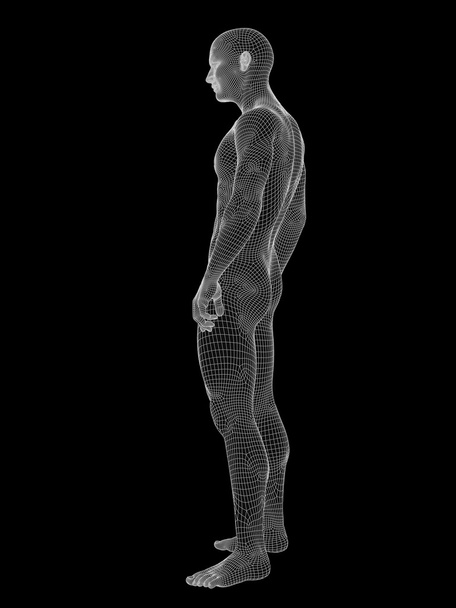 Anatomia maschile in wireframe bianco
 - Foto, immagini