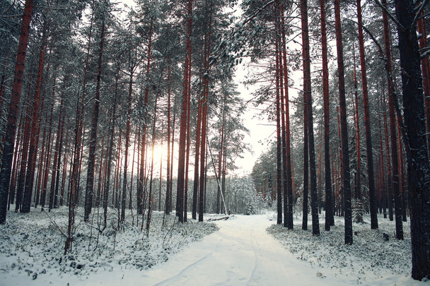 Trees in winter forest - Fotografie, Obrázek