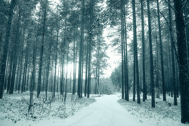 Borový les v zimě - Fotografie, Obrázek