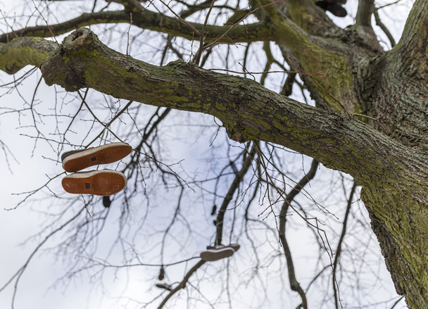 Buty na drzewo - Zdjęcie, obraz