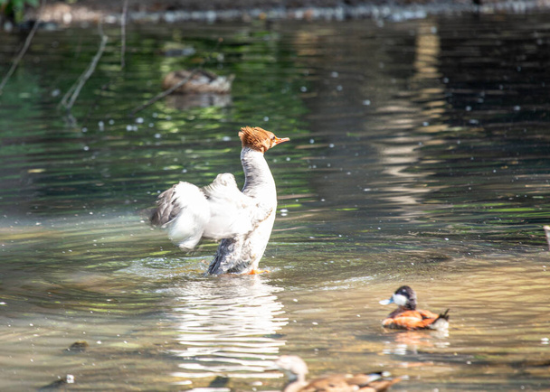 De gewone merganser ("Mergus merganser") is een opvallende watervogel uit de familie Mergidae (mergangers).. - Foto, afbeelding