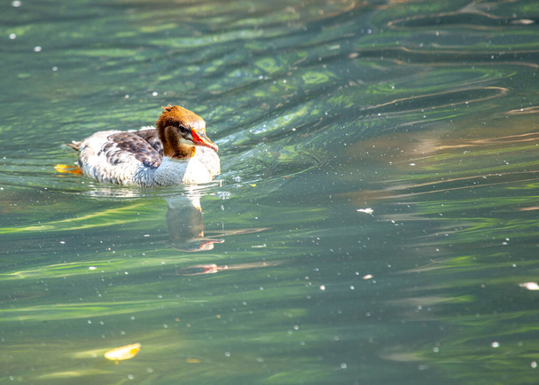The Common Merganser (Mergus merganser) is a striking waterfowl found in North America, known for its elegant appearance and fishing prowess. - Photo, Image