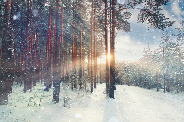 Winter forest landscape - Photo, Image