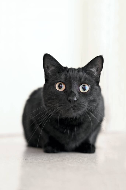 Czarny kot siedzący na podłodze i wyglądający ciekawie przed kamerą. Obraz pionowy. - Zdjęcie, obraz