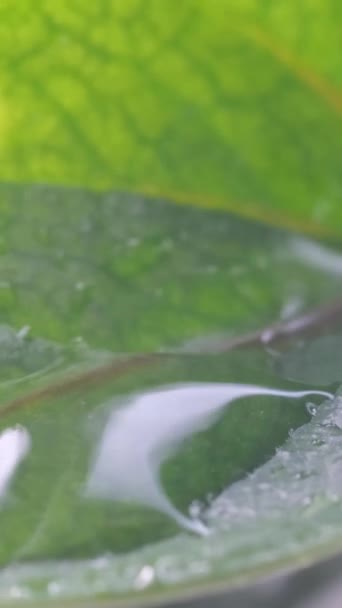 Капли дождевой воды падают на зеленые листья, создавая картину, вдохновлённую природой. Вертикальное видео. - Кадры, видео