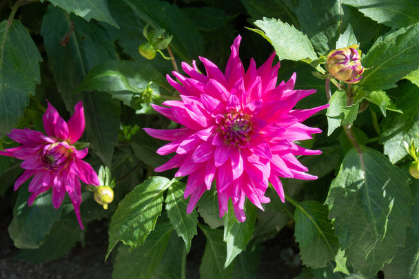 Dahlia zahrada ve Fuldě s krásnými květy - Fotografie, Obrázek
