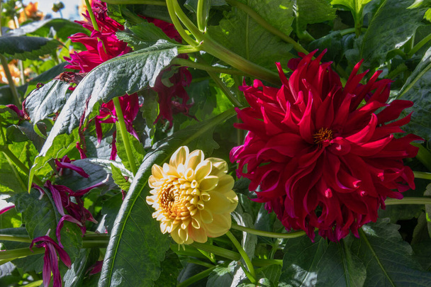 Jardin Dahlia à Fulda avec de belles fleurs - Photo, image