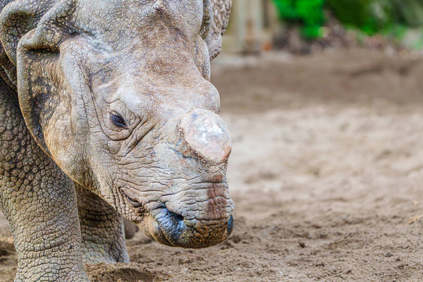 Close-up of a Rhinoceros with a Cut-off Horn, Protecting Animals from Poachers, concept. Proteger la vida silvestre. Primer plano de un rinoceronte con el cuerno quitado, desafiando amenazas de caza furtiva - Foto, imagen