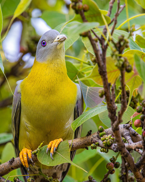 Żółty Stopy Zielony Gołąb obserwujący z drzewa - Zdjęcie, obraz