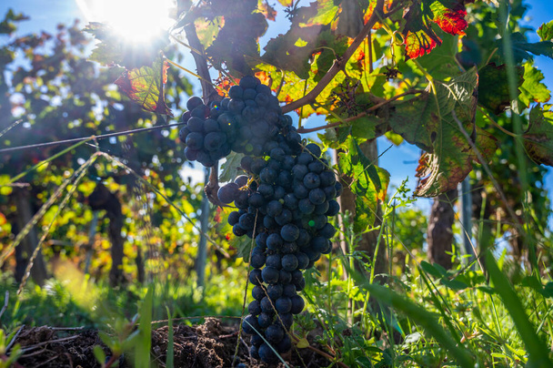 Szüretelési idő Saint-Emilion bortermelő régió jobb partján Bordeaux, érett és készen áll a betakarításra Merlot vagy Cabernet Sauvignon vörösbor szőlő, Franciaország szeptemberben - Fotó, kép