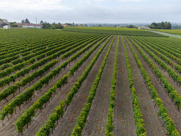 空からの眺め。 コニャックの白ワイン地域での収穫時間, シャレンテ, 熟したコニャックの強い蒸留のための醜いブランのブドウの使用を収穫する準備ができて, ヴェレ・アクイタイン, フランス - 写真・画像