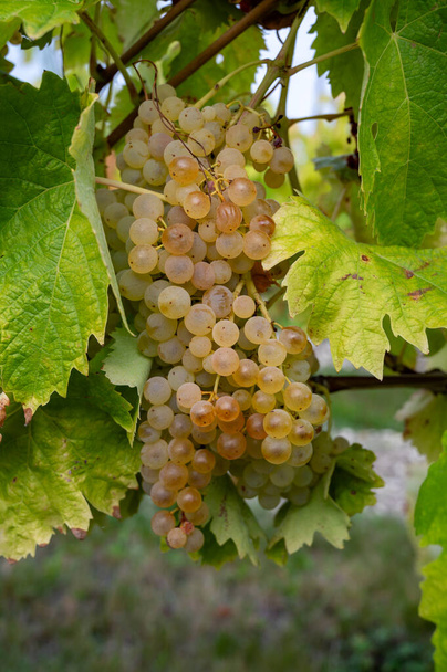 Tiempo de cosecha en la región del vino blanco de Cognac, Charente, listo para cosechar los usos de uva ugni blanc para la destilación de licores fuertes de Cognac, Nouvelle-Aquitaine, Francia - Foto, Imagen