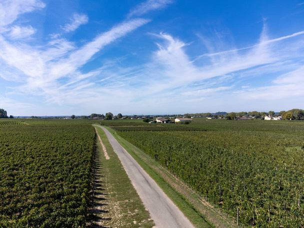 Aerial view on sor Merlot vörös szőlő Saint-Emilion borkészítési régió Pomerol, jobb partján Bordeaux, érett és készen áll a betakarításra Merlot vagy Cabernet Sauvignon vörösbor szőlő, Franciaország - Fotó, kép
