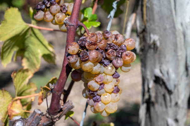 Стерти і готуватися збирати білий виноград Семільйон на виноградниках Саутнерів у селі Барсак, що постраждало від благородної гнилі Ботріті, виготовлення солодкого десерту вин Саутнерів у Бордо, Франція - Фото, зображення