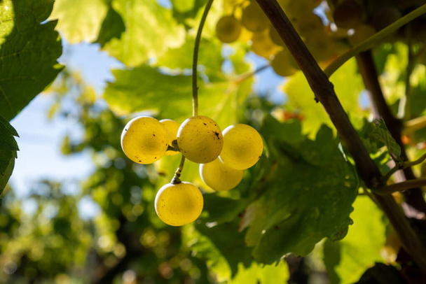 ボルドー,フランス,ボルドーの甘いデザートサウテネスワインの作るボトリスティックシネマレアノーブルの村のサウテネスのブドウ畑でセミヨンの白いブドウを収穫する準備ができて - 写真・画像
