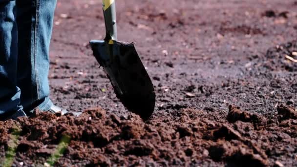 Ένας αγρότης σκάβει χώμα με ένα φτυάρι σε ένα χωράφι. έννοια της γεωργίας. Χαλάρωση του εδάφους πριν από τη φύτευση. - Πλάνα, βίντεο
