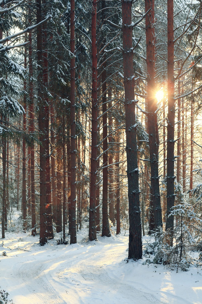 Сосновий ліс взимку
 - Фото, зображення