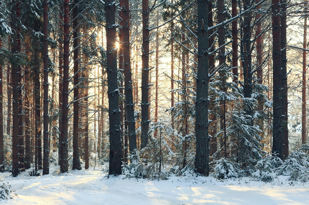 Bosque de pinos en invierno - Foto, imagen