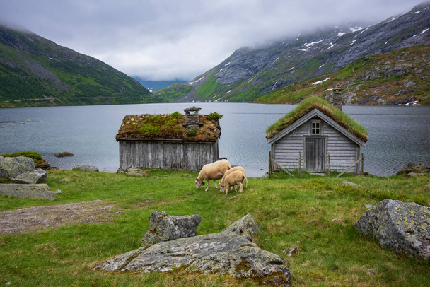 Owce karmić na trawie w pobliżu rzeki wzdłuż norweskiej malowniczej trasy Gaularfjellet między Moskog i Balestrand podczas burzliwego dnia. Stary domek z żywym dachem stoi na brzegu wody. - Zdjęcie, obraz