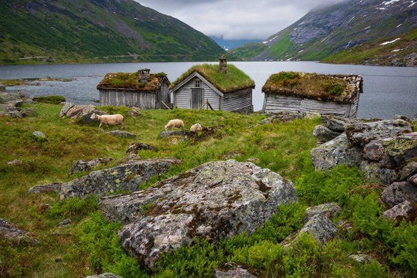 Τα πρόβατα τρέφονται με χόρτο κοντά σε ένα ποτάμι κατά μήκος της νορβηγικής γραφικής διαδρομής Gaularfjellet μεταξύ Moskog και Balestrand κατά τη διάρκεια μιας θυελλώδους ημέρας. Ένα παλιό εξοχικό σπίτι με ζωντανή στέγη στέκεται στην άκρη του νερού. - Φωτογραφία, εικόνα