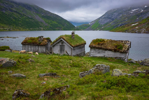 Sheep feed on grass near a river along  the Norwegian scenic route Gaularfjellet between Moskog and Balestrand during a stormy day. An old cottage with living roof stands at the waters edge. - Photo, Image