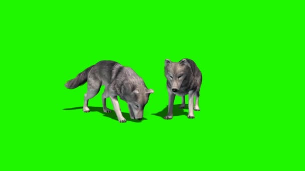 Lobos comem - com e sem sombra 5
 - Filmagem, Vídeo