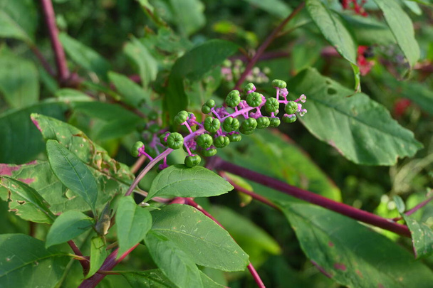 Pokeweed / Inkberry ( Phytolacca americana ) berries. Phytolaccaceae perennial plants. Berries ripen to a black-purple color in early fall. It is a poisonous plant. - Photo, Image