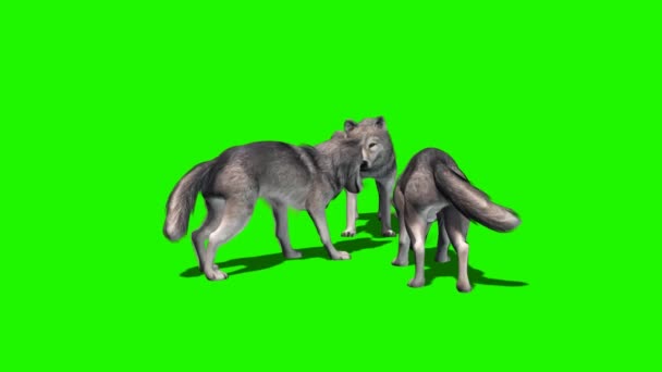 Les loups mangent - avec et sans ombre 5
 - Séquence, vidéo