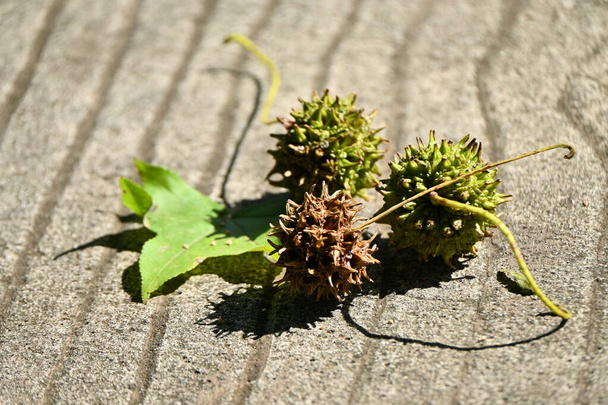 Gomme douce américaine (Liquidamber styraciflua) fruits. Altingiaceae arbre à feuilles caduques. - Photo, image