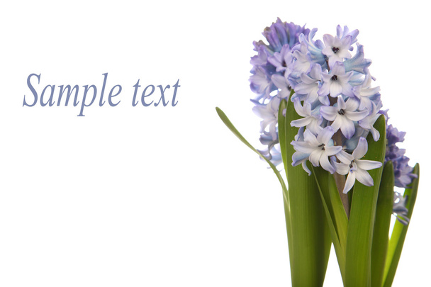 Blue hyacinths  - 写真・画像