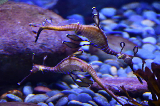 Sea Dragons in Water in an Aquarium - Photo, Image