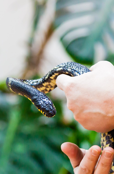 Snake in hands - Foto, Bild
