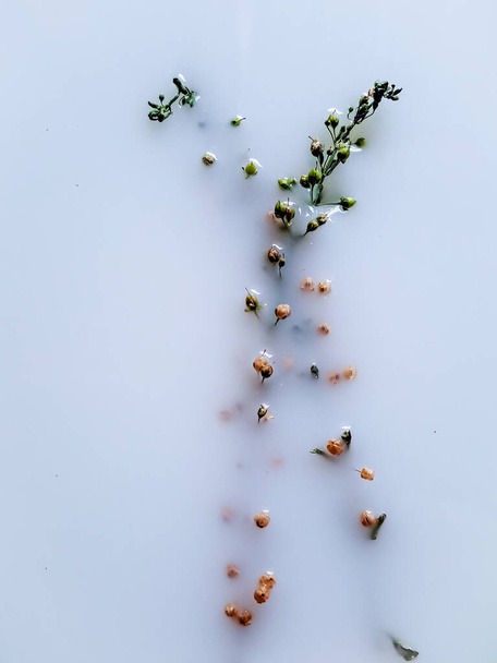 純粋な白い背景に対してガリウムボアレールの花の繊細な美しさを発見する - 写真・画像