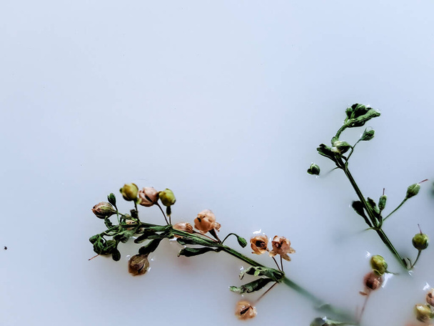 Découvrez la beauté délicate de la fleur de Galium boreale sur un fond blanc pur - Photo, image