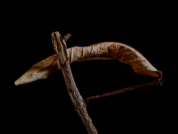 Dried guava leaves on black background makes a perfect decoration - Photo, Image