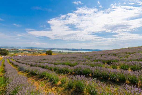 Fresh Lavender field / Edirne / Turkey - Photo, Image