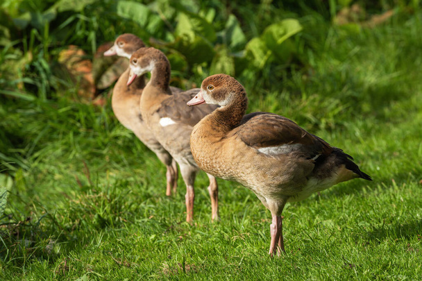 Три египетских гуся (Alopochen aegyptiaca) goslings стоят в лугу - Фото, изображение