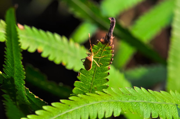 Ένα έντομο κάθεται σε ένα πράσινο φύλλο στη ζούγκλα της Ταϊλάνδης - Φωτογραφία, εικόνα
