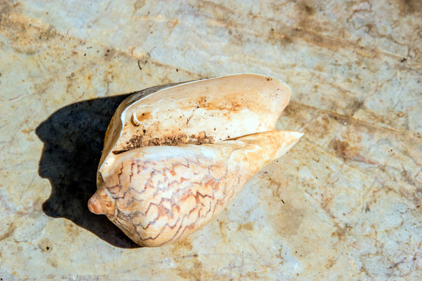 old shell skin on stone background - Photo, Image