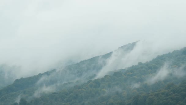 Дощова і туманна погода в горах. Буковий ліс в хмарах туману після дощу, спокійна гірська природа - Кадри, відео