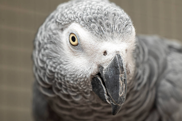 Portret głowy papugi szarej - Zdjęcie, obraz