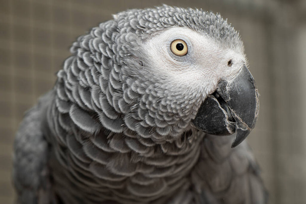 Head portrait of gray parrot - Photo, Image