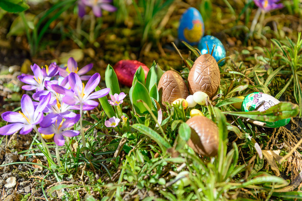 Cioccolato uova di Pasqua in un giardino
 - Foto, immagini