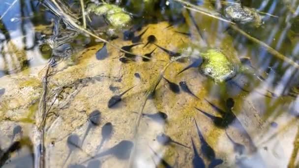Kurbağa yavrusu, polywog bir amfibyumun yaşam döngüsünün larva evresidir, kurbağa. Kurbağa yavruları orman bataklığında kaotik bir şekilde su altında hareket eder. Makro sualtı yaban hayatı - Video, Çekim