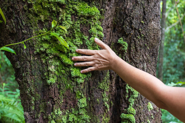 熱帯林の木の幹に触れる女性の手 - 写真・画像