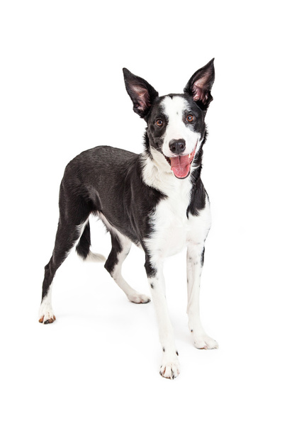 Collie Mischlingshund stehend - Foto, Bild