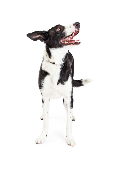 Happy  Crossbreed Dog - Zdjęcie, obraz