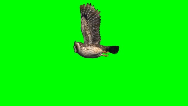 Owl in glijden - 2 verschillende weergaven - groene scherm 2 - Video